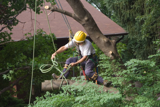 Best Arborist Consultation Services  in Noble, OK